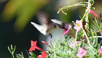 Obraz premium A small hummingbird hovers gracefully, feeding nectar from a vibrant pink flower amidst lush green foliage on a sunny day.