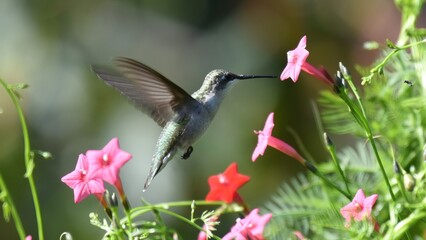 Obraz premium A small hummingbird hovers gracefully near vibrant pink trumpet flowers in a lush garden, feeding on nectar.