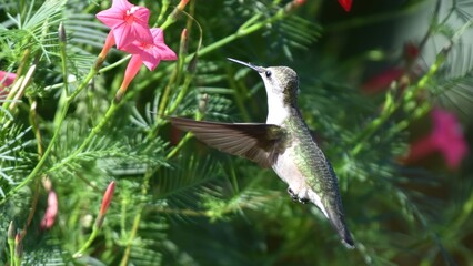 Obraz premium A small hummingbird with green and white feathers hovers in mid-air near vibrant pink flowers and lush green foliage, its wings a blur of motion.