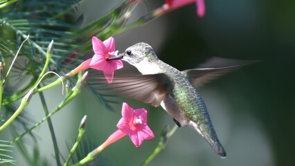 Obraz premium A hummingbird with green and white feathers sips nectar from a vibrant pink flower, its wings blurred in motion.