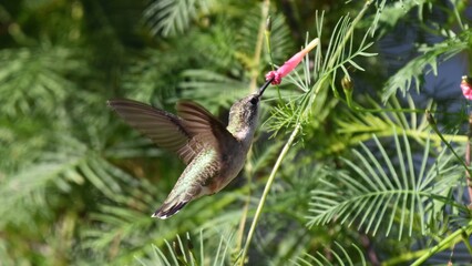 Obraz premium Hummingbird feeding on nectar from a pink flower amidst lush green foliage.