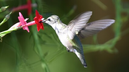 Obraz premium A small hummingbird with grey and green feathers hovers to drink nectar from a vibrant red trumpet-shaped flower in a garden setting.