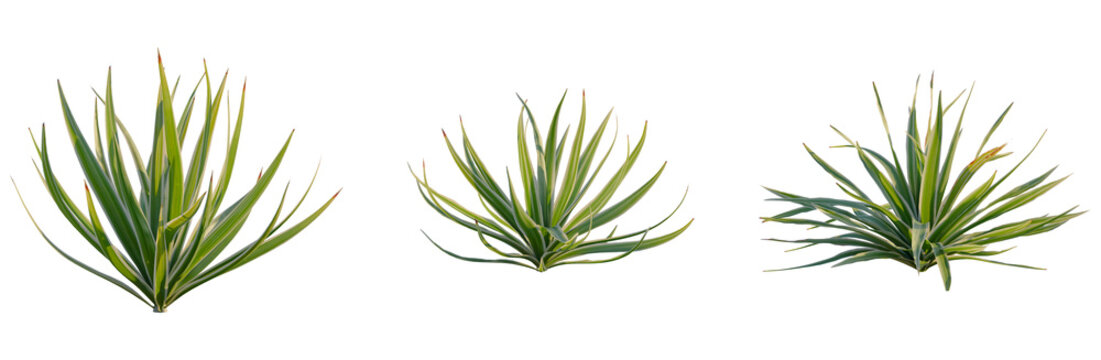 Bright edge yucca tree, front view, cutout, transparent background, isolate, Elevation, Yucca Plant Close-Up: Detailed Texture and Vibrant Green Leaves Against a Clean Background