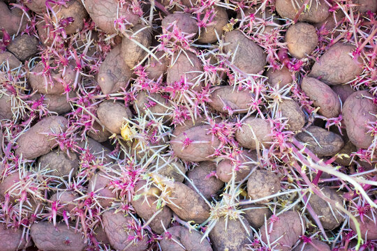 Sprouting potato tubers with pink and white shoots arranged in a dense layer. Natural agricultural background showing seed potatoes prepared for planting