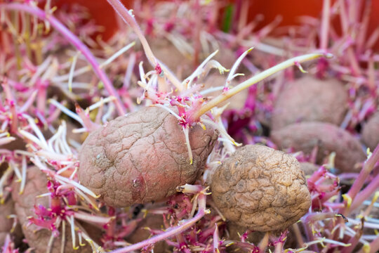 Seedlings of sprouted potatoes in boxes before planting