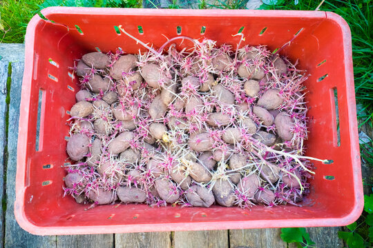 A plastic box with sprouted potatoes