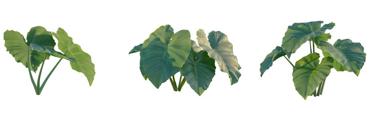 Colocasia gigantea tree, front view, cutout, transparent background, isolate, Elevation, Detailed Monstera Deliciosa Leaf Close-Up, Vibrant Green Foliage, Botanical Illustration, Nature's Beauty