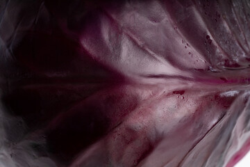 red cabbage background macro texture