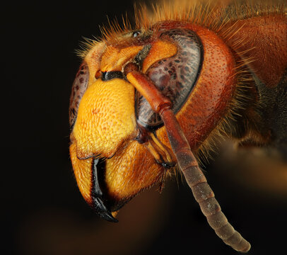 head of a European hornet