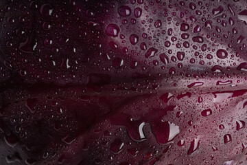 water drops on red cabbage background macro texture