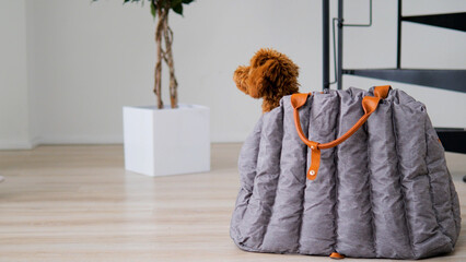 imaginative tiny brown poodle expressing curiosity in comfortable household setting
