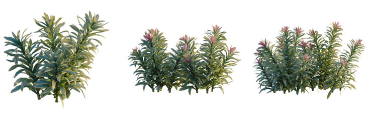 Fototapeta premium Euphorbia ascot rainbow tree, front view, cutout, transparent background, isolate, Elevation, Detailed close-up of a lush green shrub with vibrant foliage, ideal for botanical studies.