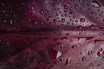 water drops on red cabbage background macro texture