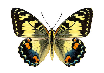 Fototapeta premium Yellow butterfly isolated on white background