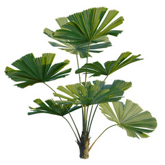Licuala ramsayi tree, front view, cutout, transparent background, isolate, Elevation, Detailed close-up of a Sago Palm Tree Trunk with Leaves, Nature Photography © DH Tree Stock