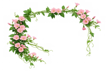 Pink morning glory vine creating a floral frame with green leaves and blossoms, delicate spring growth element on transparent background