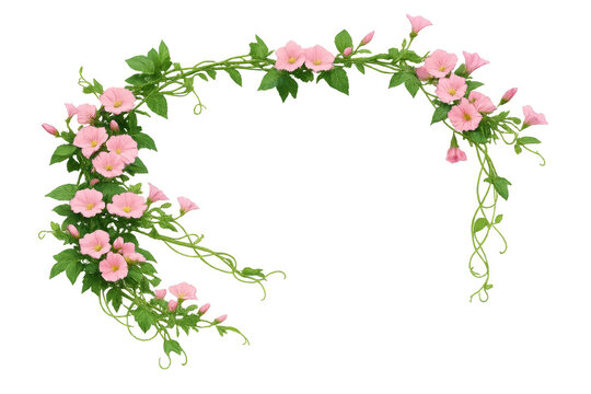 Pink morning glory vine creating a floral frame with green leaves and blossoms, delicate spring growth element on transparent background