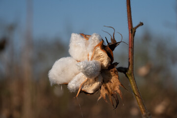 Fototapeta premium Close-up of a Ripe Cotton Boll in a Field