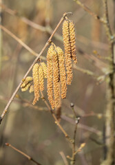 Brown Catkins on Bare Branches in a Spring Forest: A Close-Up Nature Scene