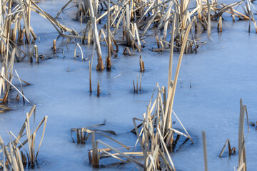 A tranquil winter scene featuring frozen blue water and dried reeds protruding through a glistening ice crust
