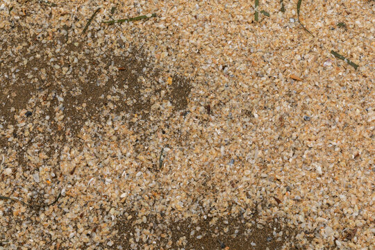 vista macro di pezzi microscopici di conchiglie rotto accumulati sulla sabbia bagnata lungo la costa di una spiaggia