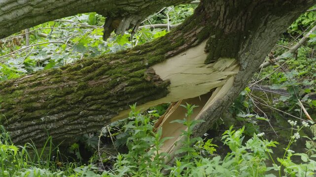 Enormous tree knocked down over a small gully, creek moving lazily under it. A lightning-blasted trunk spans the forest stream amid rich green foliage
