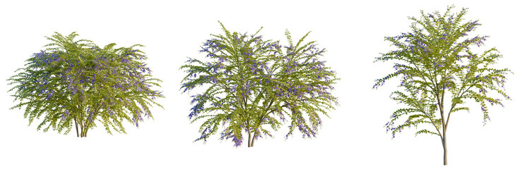 Duranta repens tree, front view, cutout, transparent background, isolate, Elevation, Vibrant weeping willow tree with lush green foliage against a clear blue sky, nature's beauty. © KP Stock