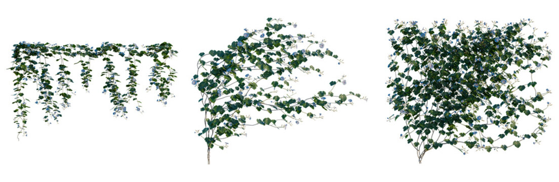 Ipomoea nil tree, front view, cutout, transparent background, isolate, Elevation, Delicate Emerald Green Fern Fronds with Dew Drops, Natural Botanical Elements, Detailed Macro Photography