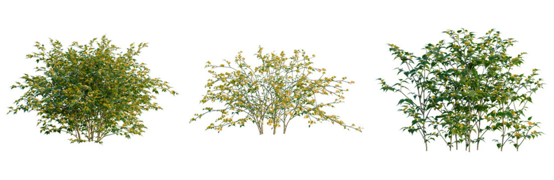Kerria japonica tree, front view, cutout, transparent background, isolate, Elevation, Lush Greenery Branches with Delicate Leaves, Natural Texture, Detailed Foliage, Perfect for Spring Design