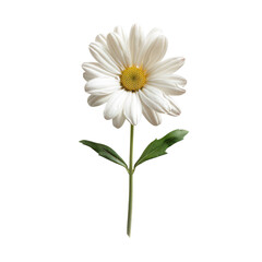 Fototapeta premium White daisy flower with green stem and leaves, botanical illustration isolated on Transparent Background