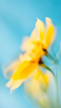 Abstract video concept of yellow flowers in motion blur against a bright blue sky, captured from a low angle for a dreamy, ethereal effect. Live mobile wallpaper.