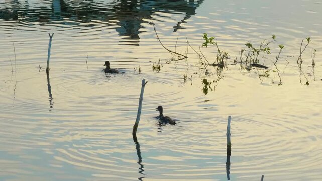 Footage showing two ducks swimming in a tranquil river during the golden hour. The exact location could not be verified, but may be the Ros River in Ukraine as suggested.