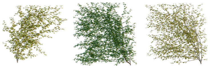 Parthenocissus semicordata tree, front view, cutout, transparent background, isolate, Elevation,...