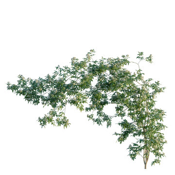 Rosa banksiae tree, front view, cutout, transparent background, isolate, Elevation, Blooming cherry blossom branch with vibrant pink flowers, spring season, nature beauty