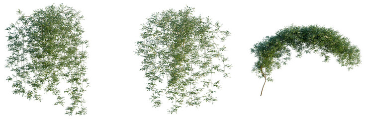 Rosa banksiae tree, front view, cutout, transparent background, isolate, Elevation, Delicate willow branches with fresh green leaves on a natural background, springtime nature © KP Stock
