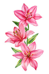 Naklejka premium Pink lily watercolor stem with three vivid blooms and green leaves isolated on white background for romantic designs