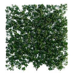 Fototapeta premium Trachelospermum jasminoides tree, front view, cutout, transparent background, isolate, Elevation, Lush Green Foliage Background, Detailed Leaves, Natural Texture, Close-up, Vibrant Colors, Springtime