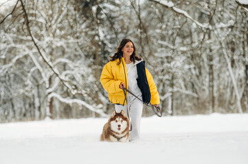 Fototapeta premium Woman walking a Siberian Husky dog on a snowy landscape, dressed in a bright yellow puffer jacket and white pants, surrounded by trees in a winter setting with soft snow
