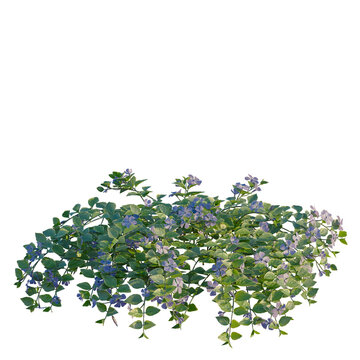 Vinca major tree, front view, cutout, transparent background, isolate, Elevation, Vinca Vine Plant Leaf Branch Twig Isolated on White Background, Floral Design Element