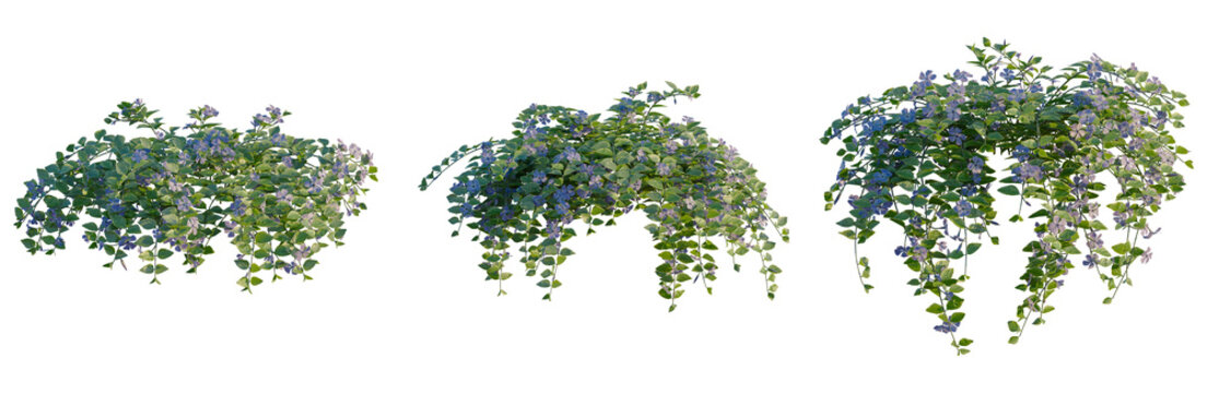 Vinca major tree, front view, cutout, transparent background, isolate, Elevation, Delicate String of Pearls Plant, Green Leaves, Hanging Vines, Detailed Floral Decoration, Lush Botanical Elements