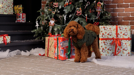 curly brown poodle exploring decorations, furry brown poodle in green examines holiday items