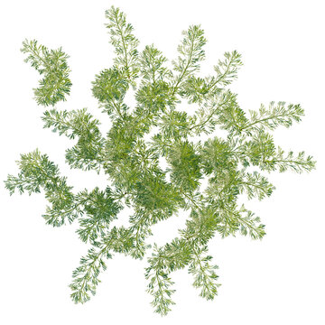 Artemisia abrotanum tree plan, top view, cutout, transparent background, isolate, Detailed close-up of delicate fern leaves, showcasing natural textures and intricate patterns.