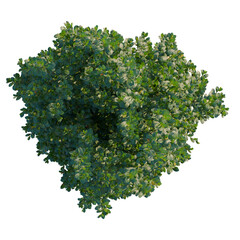Obraz premium Ilex crenata tree plan, top view, cutout, transparent background, isolate, Detailed aerial view of lush green foliage with a complex pattern, perfect for nature backgrounds