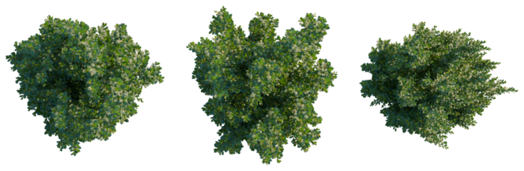 Ilex crenata tree plan, top view, cutout, transparent background, isolate, Detailed Green Tree Branch with Leaves, Perfect for Nature Design and Botanical Illustrations