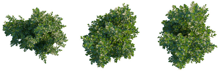 Obraz premium Ilex crenata tree plan, top view, cutout, transparent background, isolate, Detailed Green Pine Tree Branch with Needles, Lush Foliage, and Natural Textures, Perfect for Design