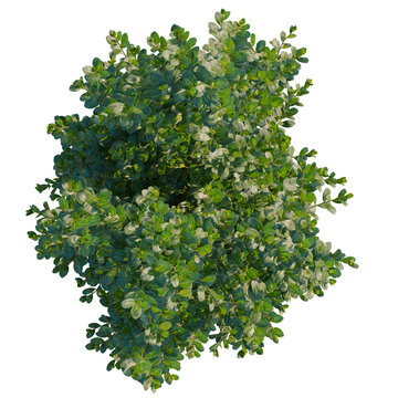 Ilex crenata tree plan, top view, cutout, transparent background, isolate, Detailed Emerald Green Boxwood Shrubbery Plant with Lush Foliage and Natural Texture