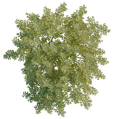 Ligustrum vulgare tree plan, top view, cutout, transparent background, isolate, Detailed aerial...