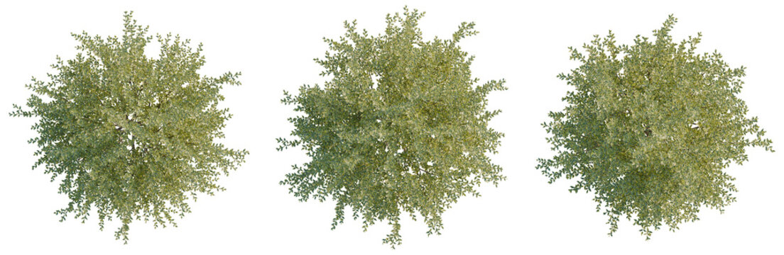 Ligustrum vulgare tree plan, top view, cutout, transparent background, isolate, Detailed Greenery Branch with Delicate Leaves, Natural Texture, Botanical Element, Springtime, Floral Detail