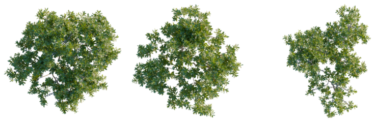 Myrica pensylvanica tree plan, top view, cutout, transparent background, isolate, Detailed Aerial View of Lush Green Tree Canopy, Natural Landscape, Forest Ecosystem