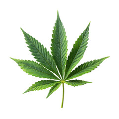 Green cannabis leaf displayed on a plain background highlighting its shape and texture during daytime